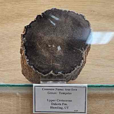 Tree Fern