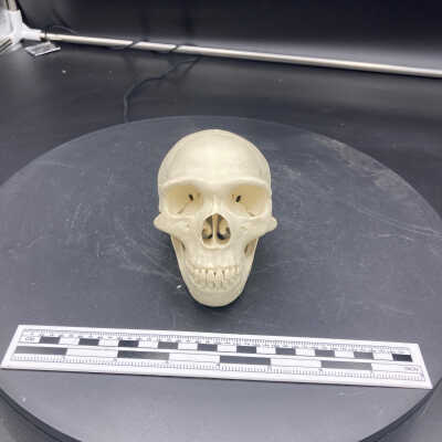 Homo sapiens neanderthalensis skull (cast)