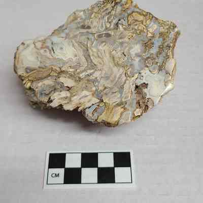 Petrified Wood