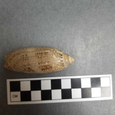 Seashell