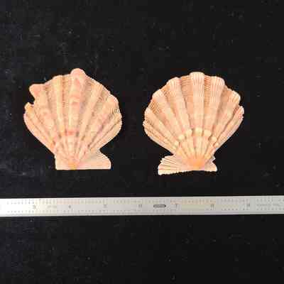 Lion's Paw Scallop
