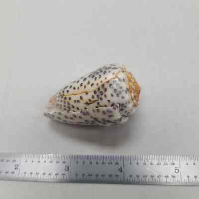 Conis Shell