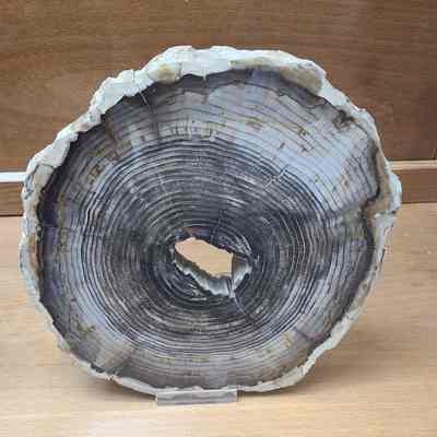 Petrified Wood