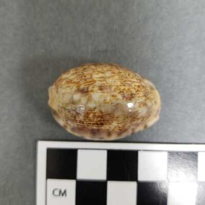 Seashell