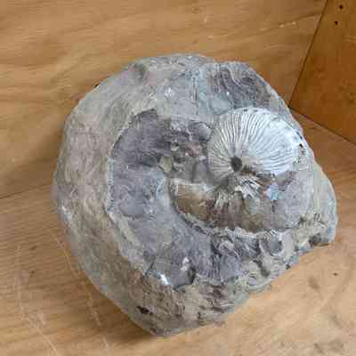 Opalized Ammonites