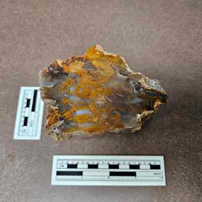Limb Cast