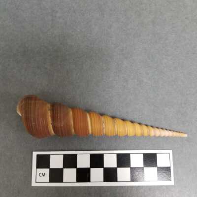 Seashell
