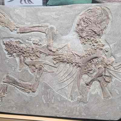 Psittacosaurus Plate