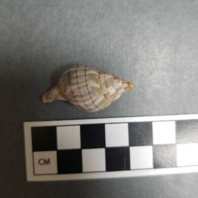 Seashell