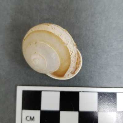 Seashell