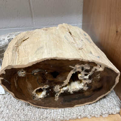 Petrified Cherry wood