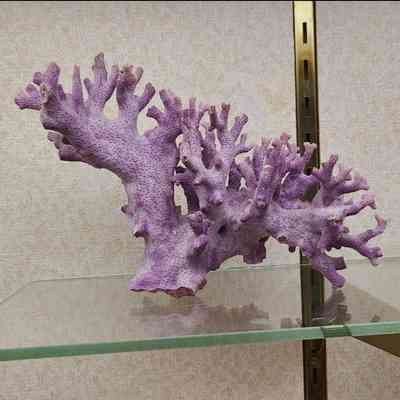 Elkhorn Coral