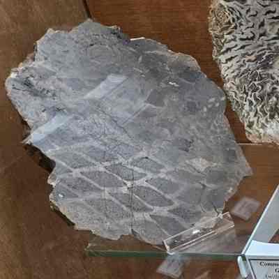 Fossil Cycad