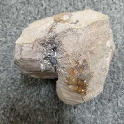 Trilobite