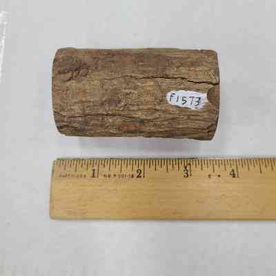 Petrified Wood