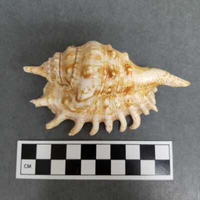 Seashell