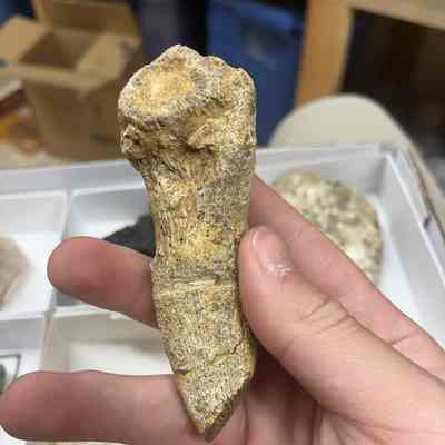 Horn Coral