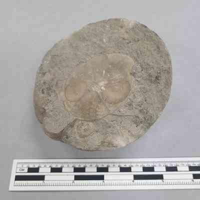 Fossil Echinoid (Sand Dollar?) in Concretion