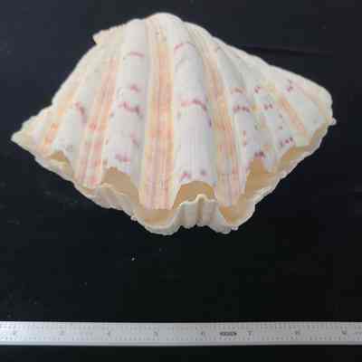 Horse Hoof Clam
