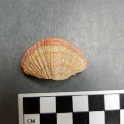 Seashell