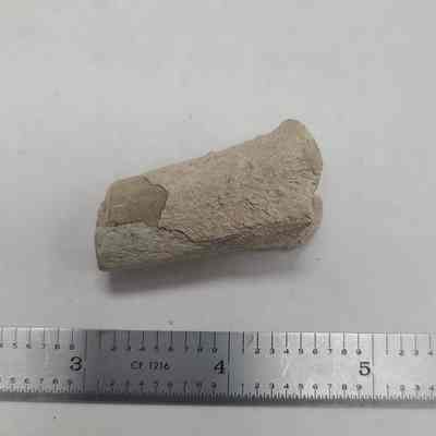 Fossil Bone