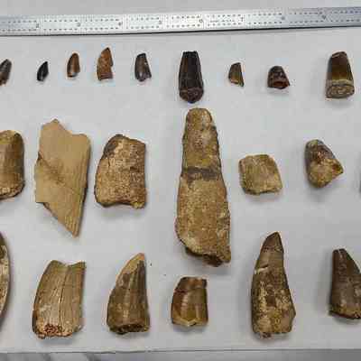 Fossil Teeth