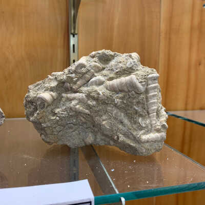 Shells in Matrix
