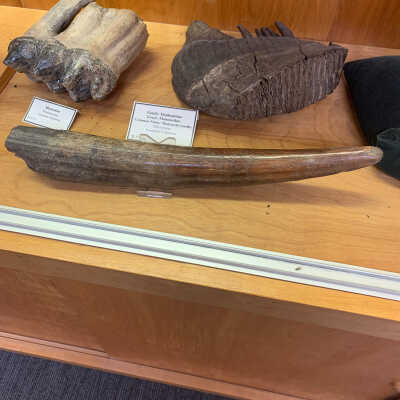 Tusk Fragment