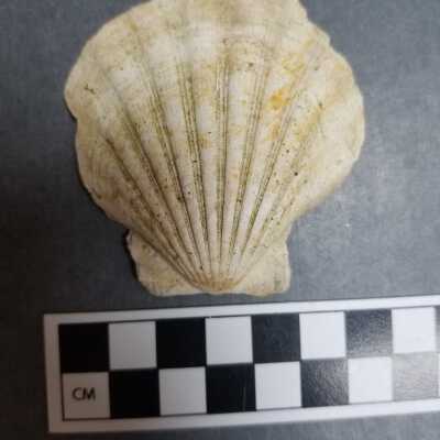Seashell