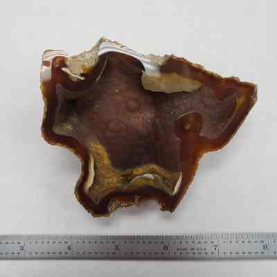 Agatized Coral