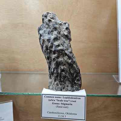 Lepidodendron root