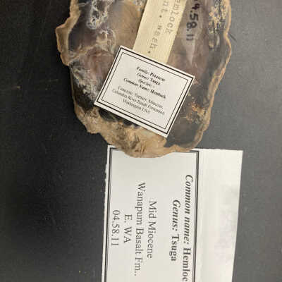 Back of object