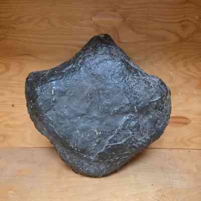 Hadrosaur Footprint
