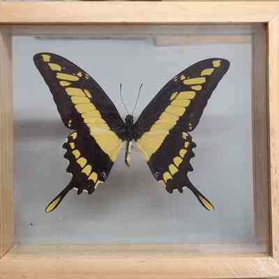 Straight-banded Swallowtail Butterfly