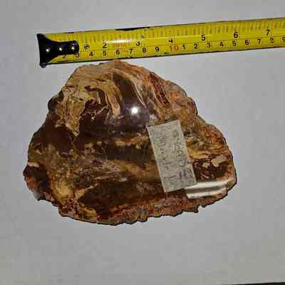 Cycad Petrified Wood