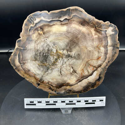 Petrified Wood
