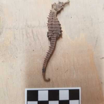 Seahorse