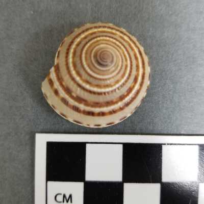 Seashell