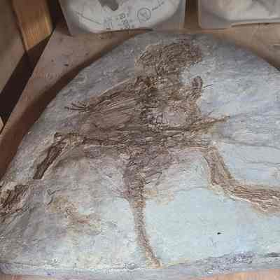 Psittacosaurus Plate