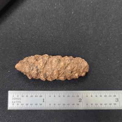 Petrified Cone