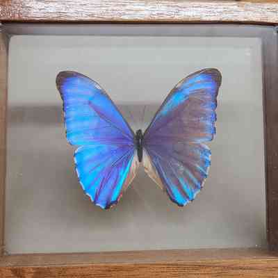 The Blue Morpho