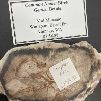 Back of object with tag