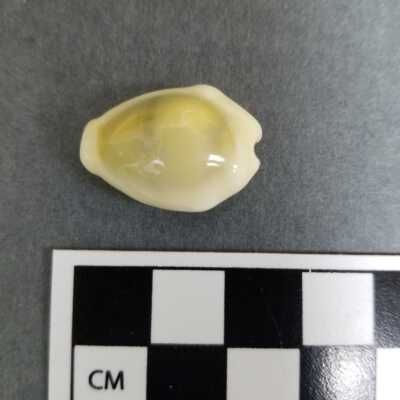 Seashell
