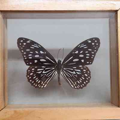 Dark Blue Tiger Butterfly