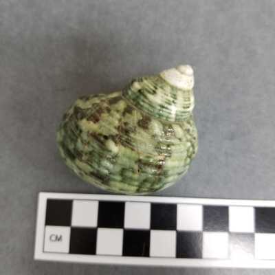 Seashell