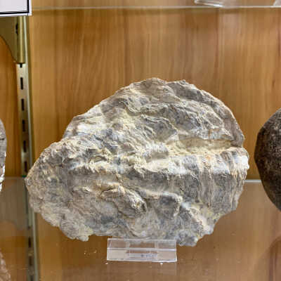 Fossil Shell