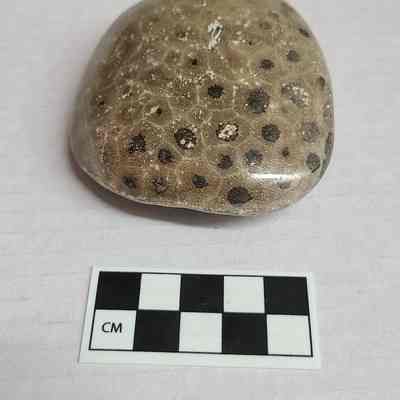 Petoskey Stone