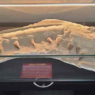 Mosasaur Teeth and Jaw