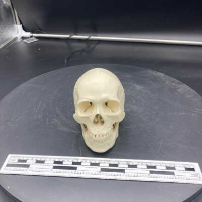 Homo sapiens sapiens skull (cast)