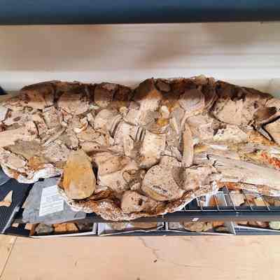 Whale & Shark Teeth Feeding Plate